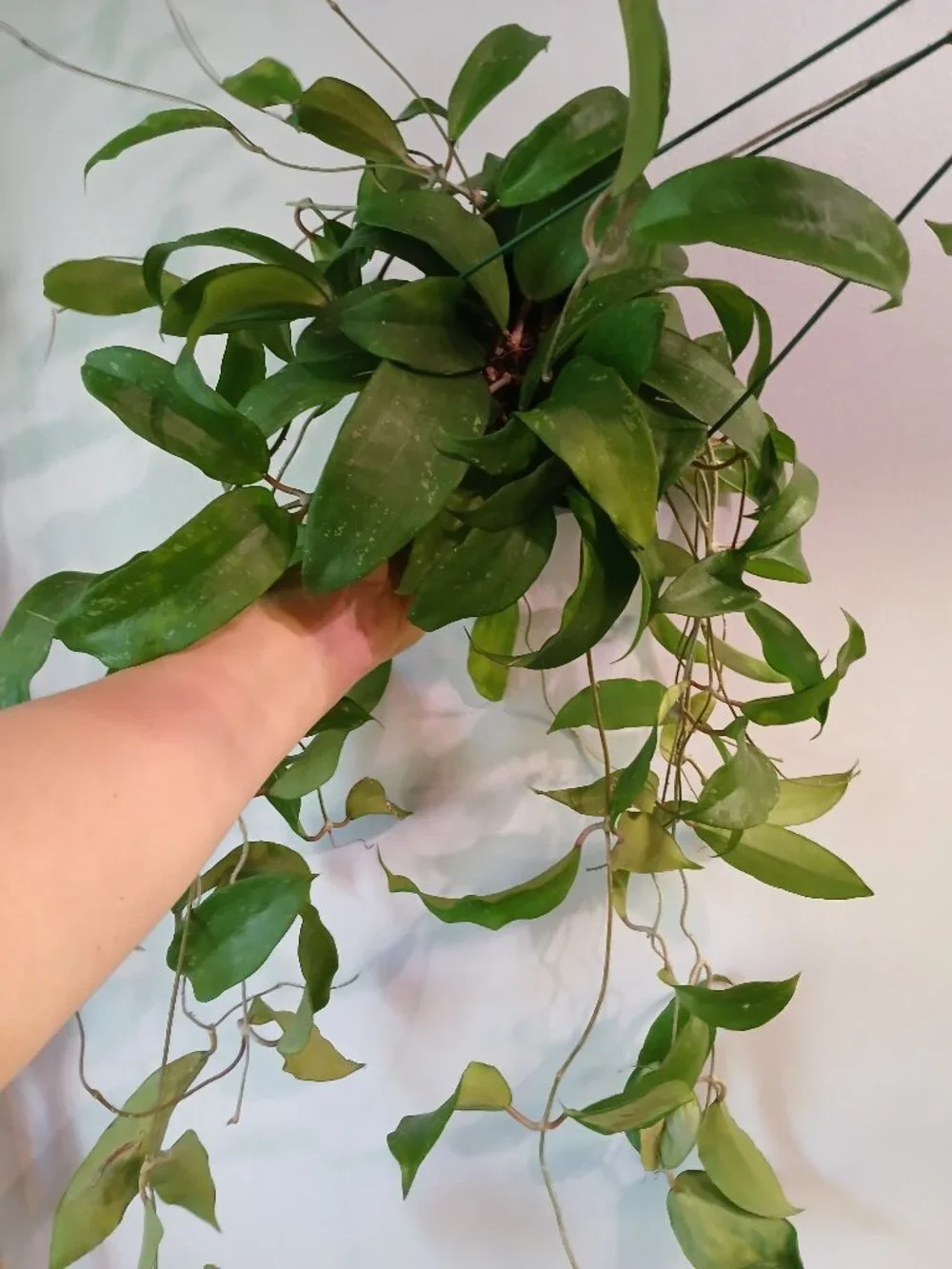 Hoya Rigida - Picture 1 of 3